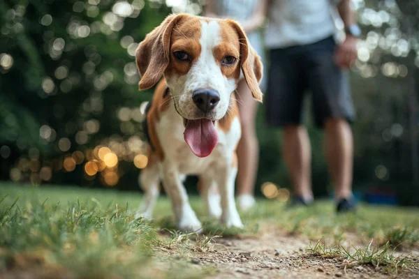 CBD and Summer Heat: Supporting Your Dog’s Wellness